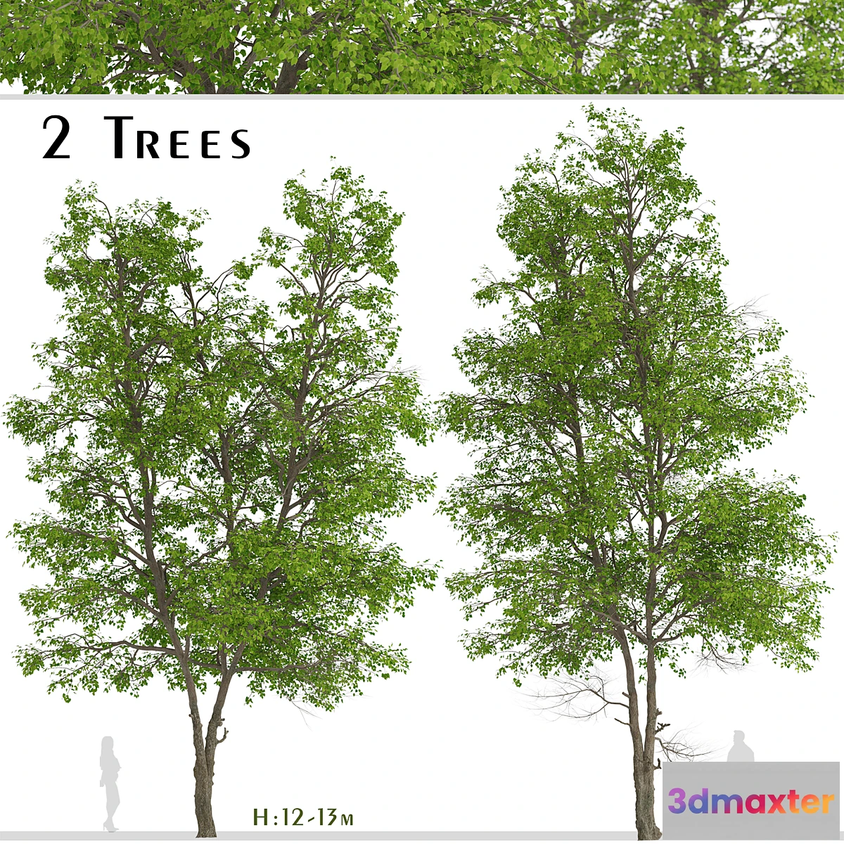 718754 - Set of Tilia Platyphyllos Trees (Large-Leaved Lime) (2 Trees) - No.2