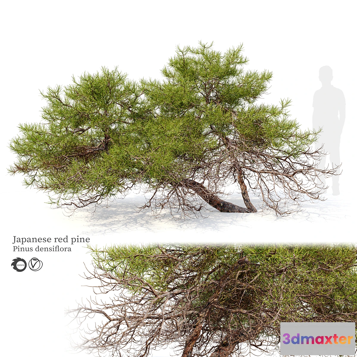 1356010 - Japanese red pine 3D Max