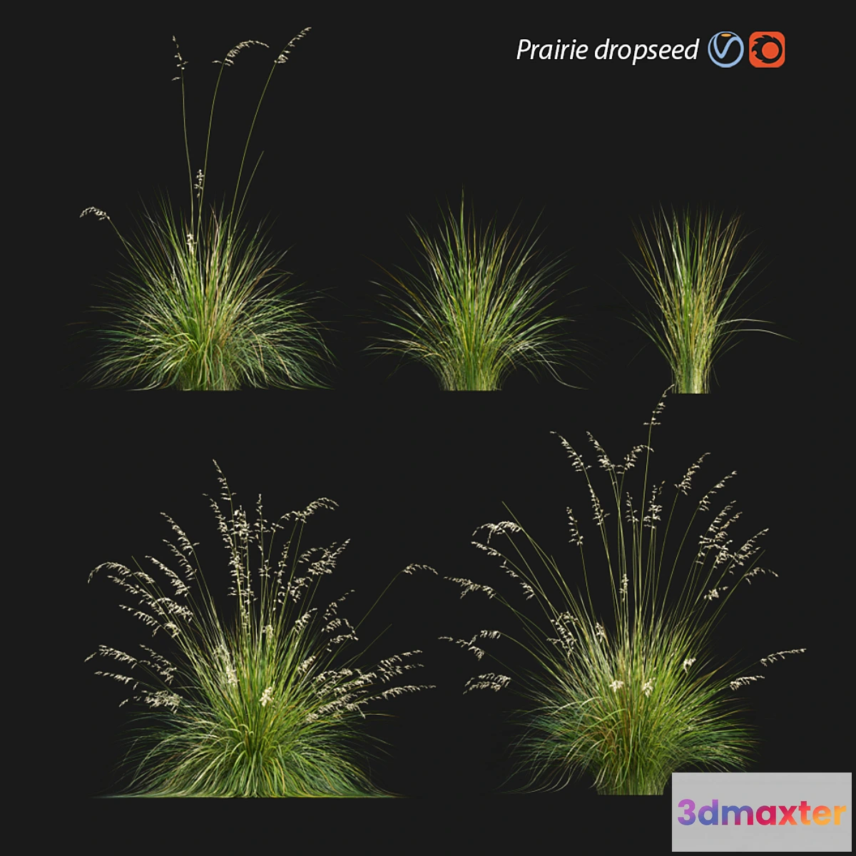 1477492 - Prairie dropseed  Sporobolus heterolepis 3D Max