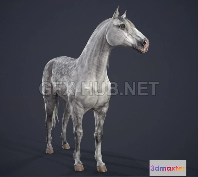 1182284 - PBR Game 3D Model - Andalusian horse PBR