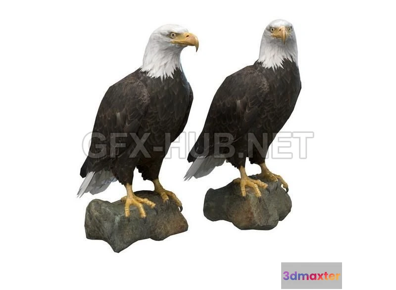 1182686 - PBR Game 3D Model - Bald Eagle