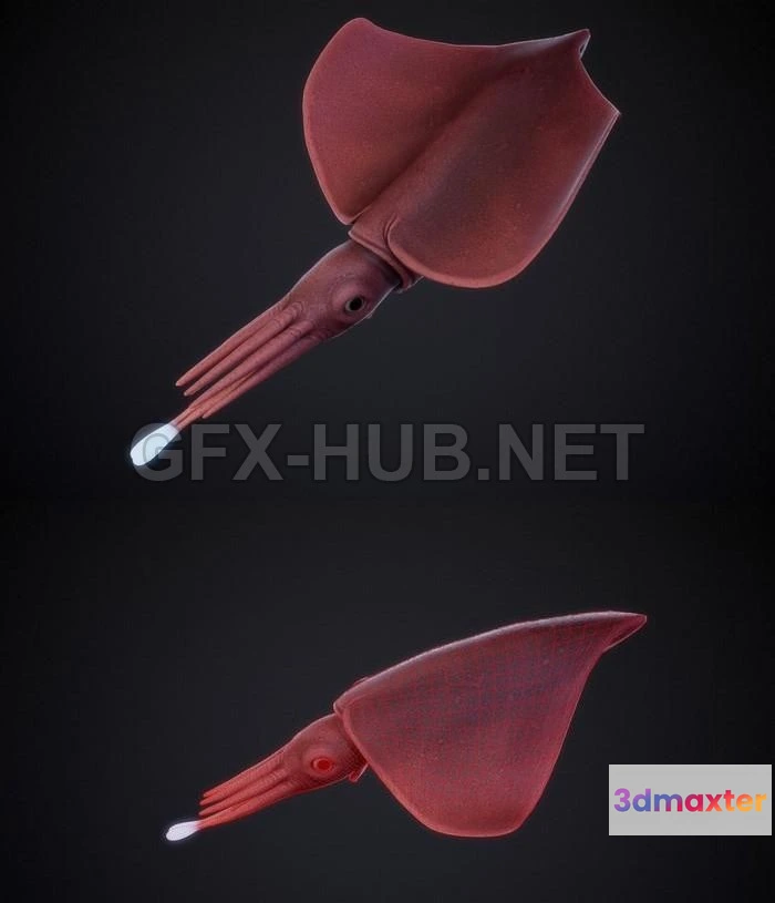 1183944 - PBR Game 3D Model - Dana Squid