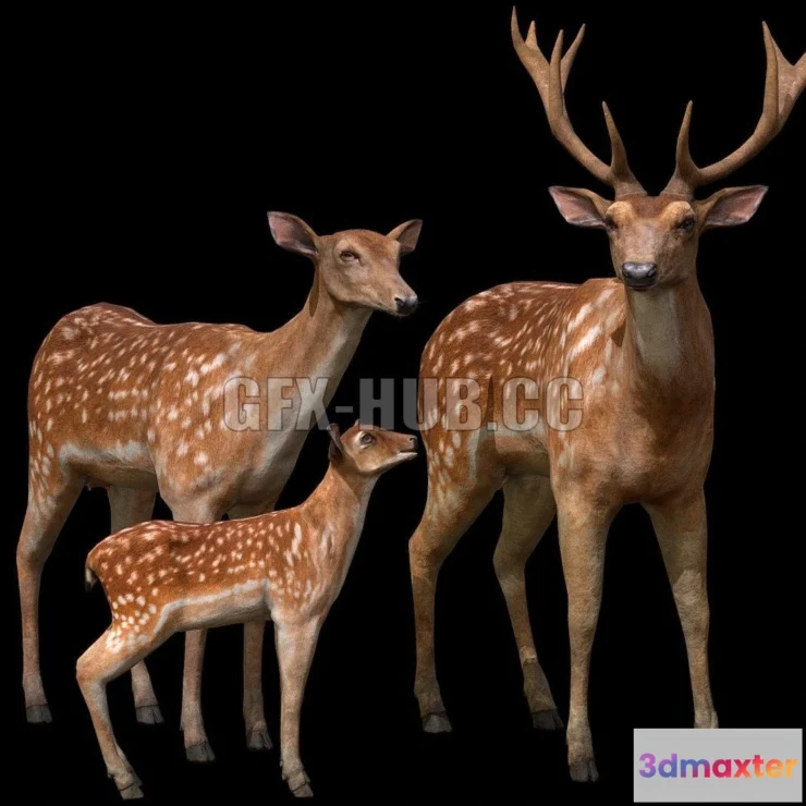 1184000 - PBR Game 3D Model - Deer Family