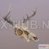 1184002 - PBR Game 3D Model - Deer Skull