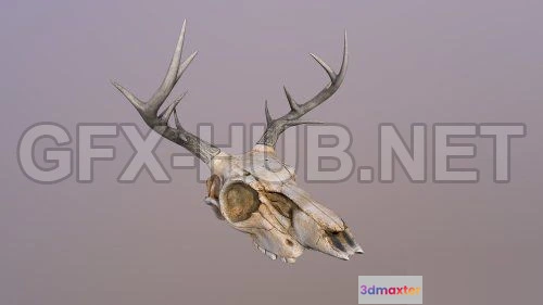 1184002 - PBR Game 3D Model - Deer Skull