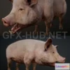 1184088 - PBR Game 3D Model - Dirty Pig PBR