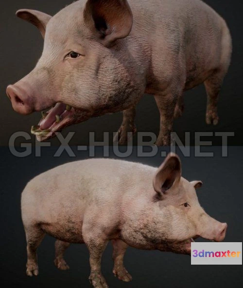 1184088 - PBR Game 3D Model - Dirty Pig PBR