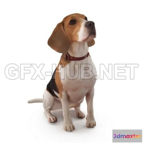 1184116 - PBR Game 3D Model - Dog 3 Full Body scanned