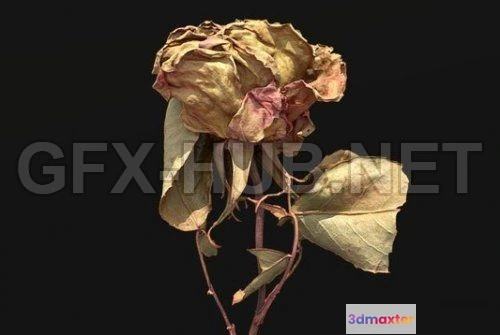 1184168 - PBR Game 3D Model - Dried Rose Scanned (obj, tex)