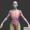 1184252 - PBR Game 3D Model - Ecorche Female Musclenames Anatomy