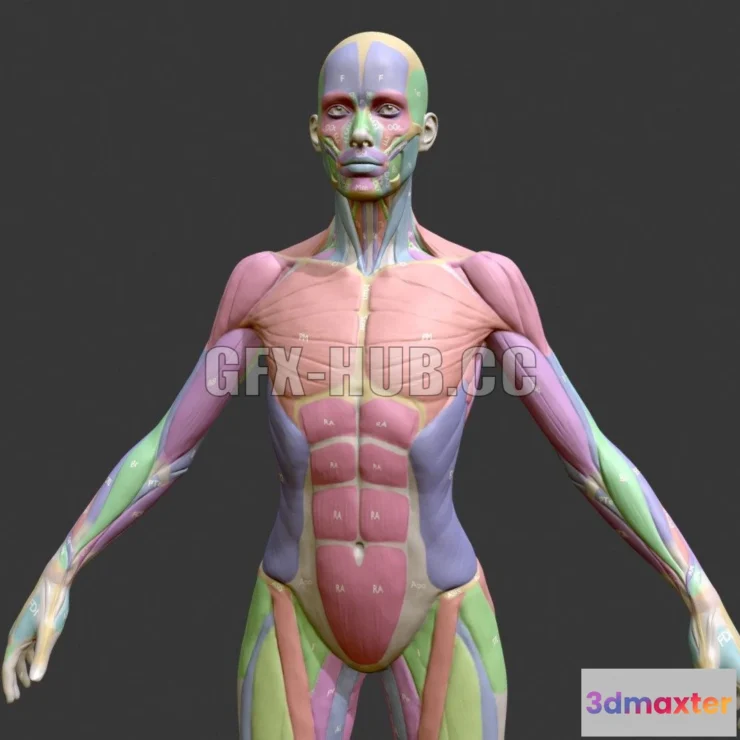 1184252 - PBR Game 3D Model - Ecorche Female Musclenames Anatomy