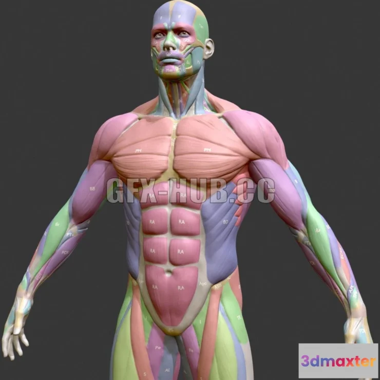 1184254 - PBR Game 3D Model - Ecorche Male Musclenames Anatomy