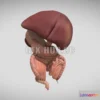1184604 - PBR Game 3D Model - Fetal digestive system