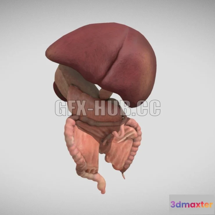 1184604 - PBR Game 3D Model - Fetal digestive system