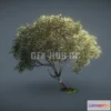 1184892 - PBR Game 3D Model - Game-Ready Beech Tree