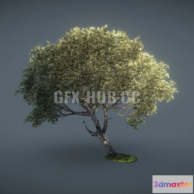 1184892 - PBR Game 3D Model - Game-Ready Beech Tree