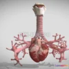 1185374 - PBR Game 3D Model - Heart Bronchiole Airways