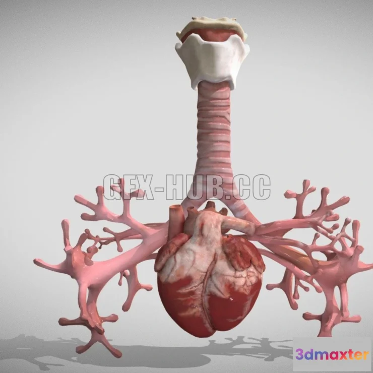 1185374 - PBR Game 3D Model - Heart Bronchiole Airways