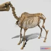 1185534 - PBR Game 3D Model - Horse Skeleton