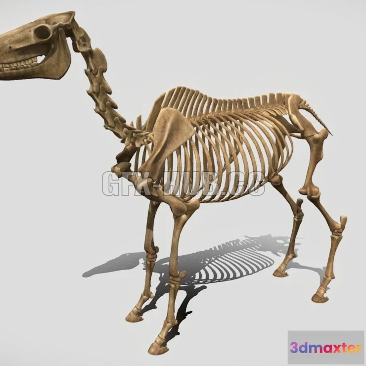 1185534 - PBR Game 3D Model - Horse Skeleton