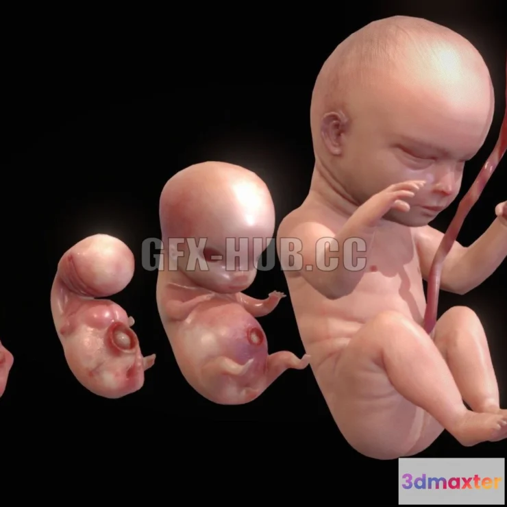 1185570 - PBR Game 3D Model - Human embryonic - fetal development stages PBR