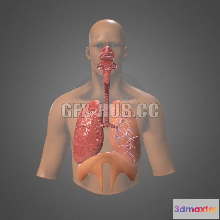1185576 - PBR Game 3D Model - Human Respiratory system review