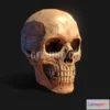 1185578 - PBR Game 3D Model - Human Skull