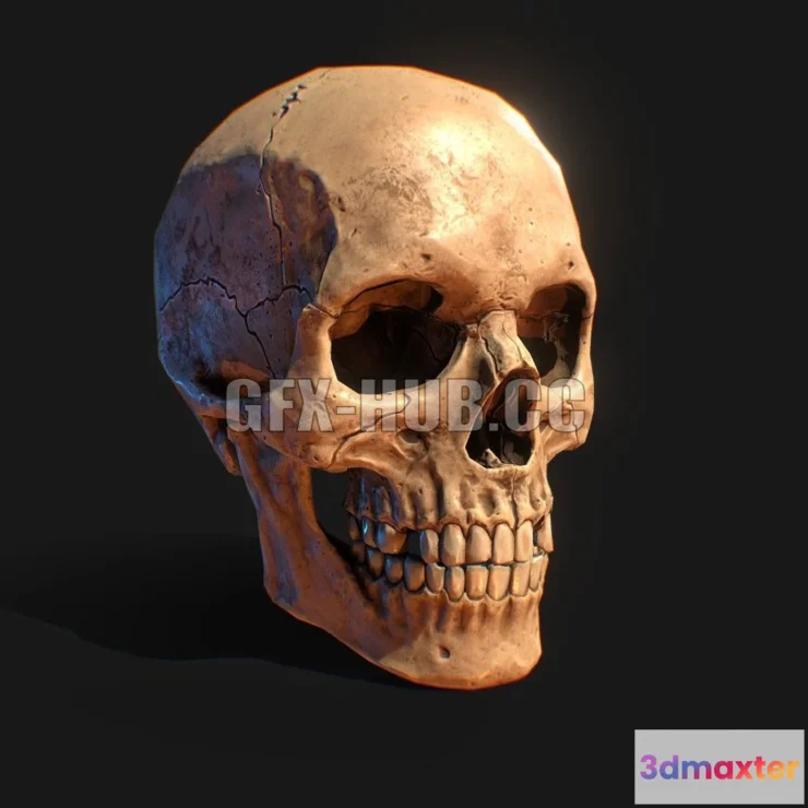 1185578 - PBR Game 3D Model - Human Skull