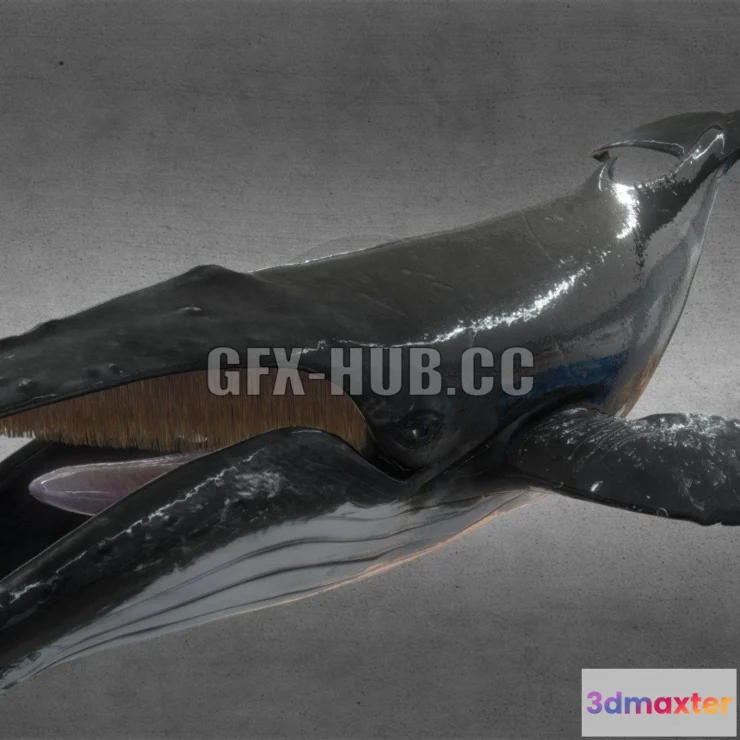 1185610 - PBR Game 3D Model - Humpback Whale