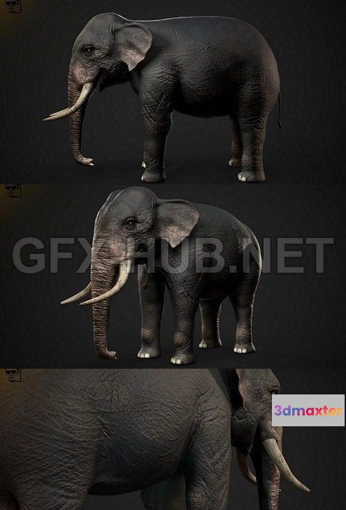 1185664 - PBR Game 3D Model - Indian Elephant