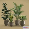 1185674 - PBR Game 3D Model - Indoor Plants Pack 20