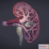 1185986 - PBR Game 3D Model - Kidney Cross Section