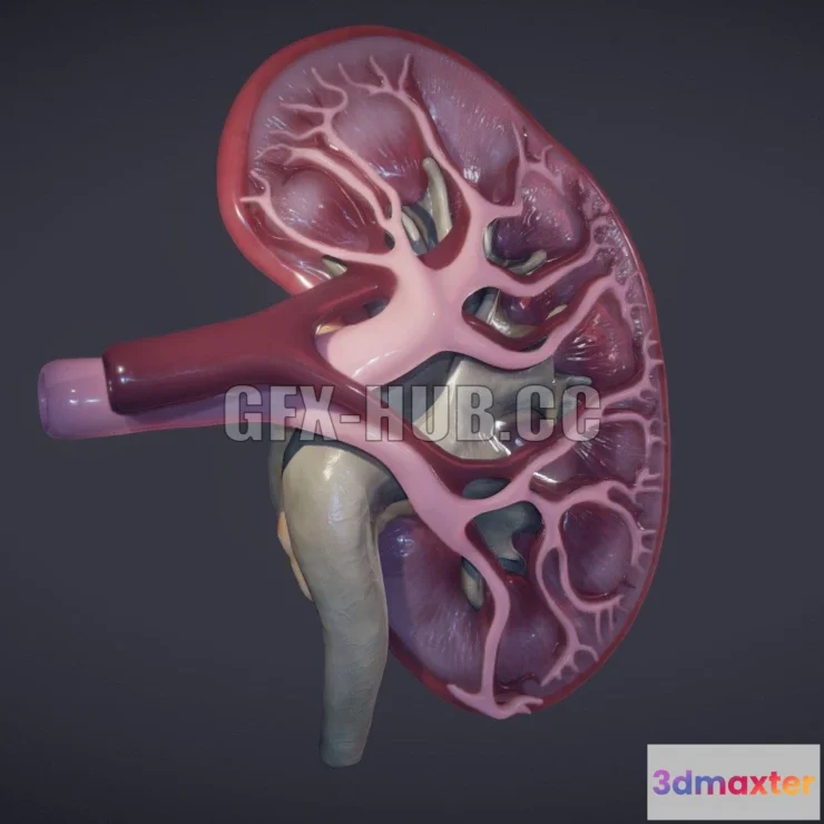 1185986 - PBR Game 3D Model - Kidney Cross Section