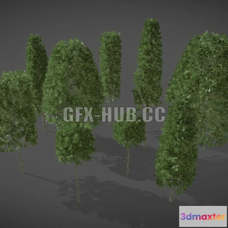 1186404 - PBR Game 3D Model - LS06 Carpinus Betulus (European Hornbeam)