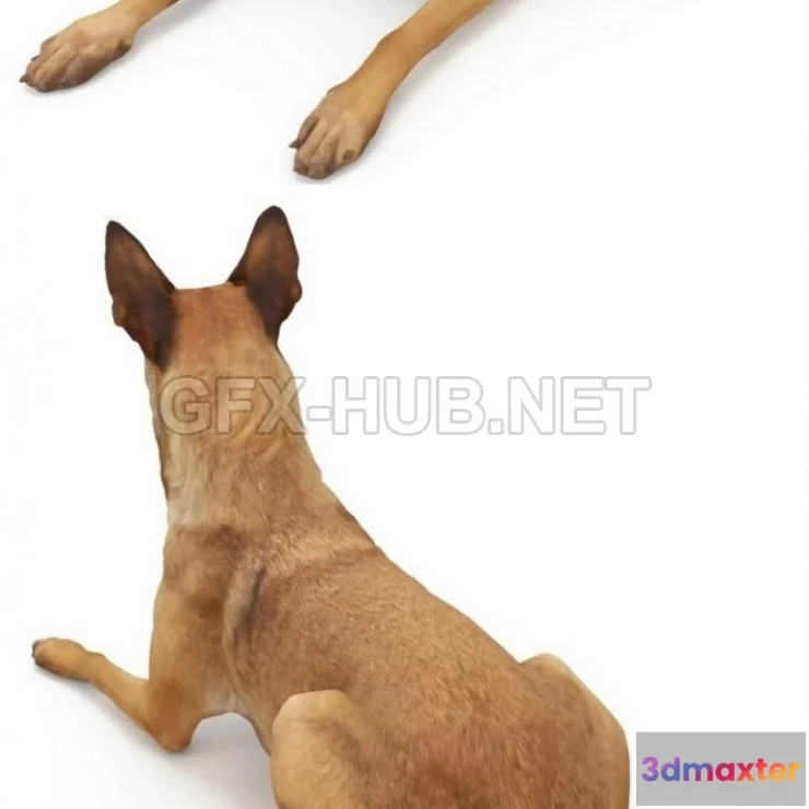 1186610 - PBR Game 3D Model - Malinois lying dog