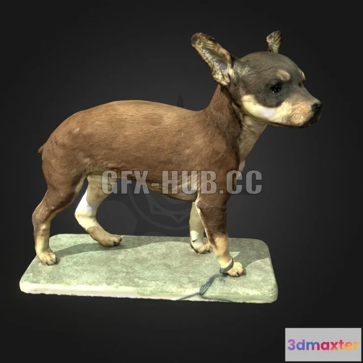 1187086 - PBR Game 3D Model - Miniature Pinscher