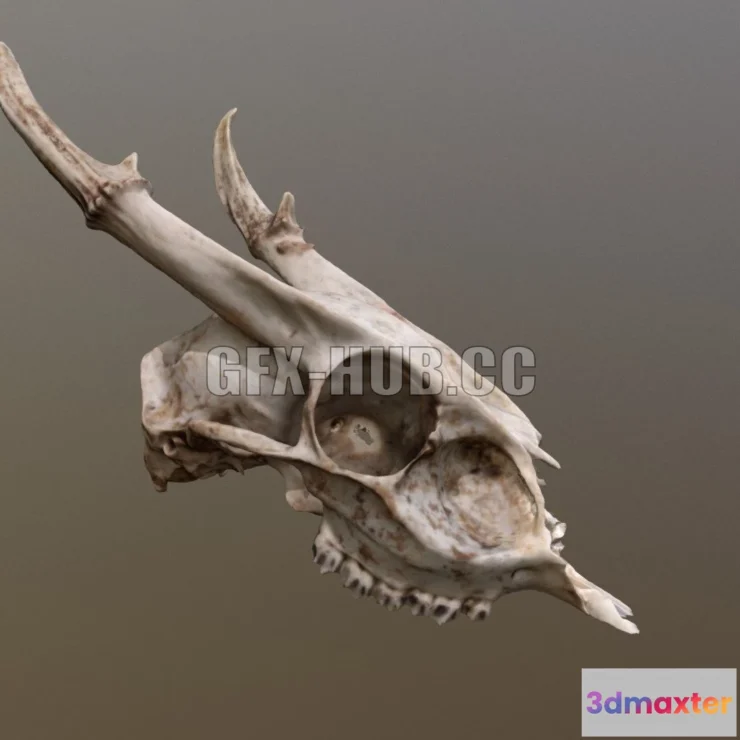 1187276 - PBR Game 3D Model - Muntjac Deer Skull