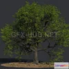1187466 - PBR Game 3D Model - Oak Summer Tree
