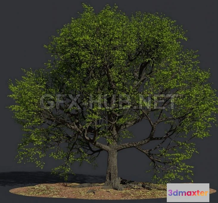 1187466 - PBR Game 3D Model - Oak Summer Tree