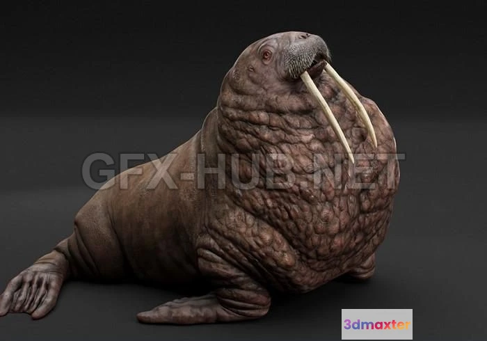 1187800 - PBR Game 3D Model - Pacific Walrus