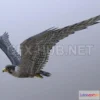 1187896 - PBR Game 3D Model - Peregrine Falcon