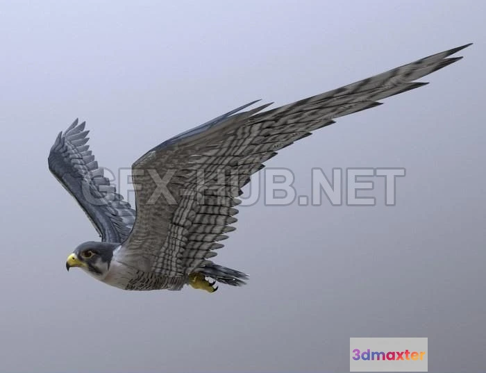 1187896 - PBR Game 3D Model - Peregrine Falcon