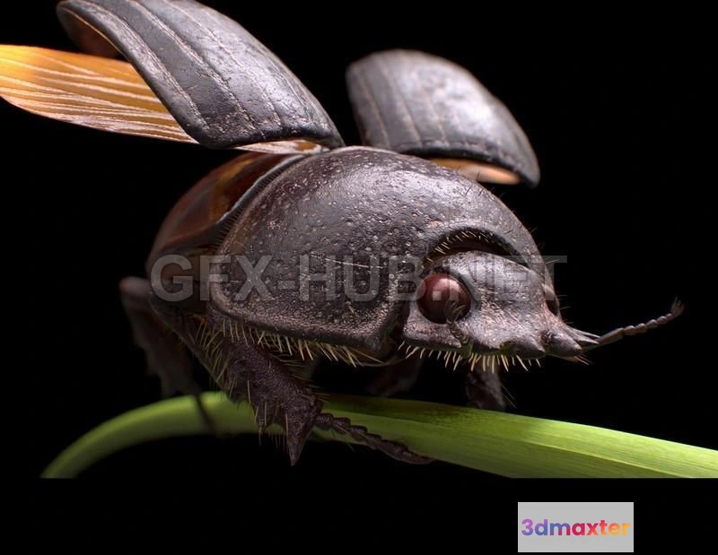 1188550 - PBR Game 3D Model - Scarabaeus Sacer PBR