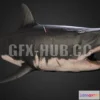 1188726 - PBR Game 3D Model - Shark 2