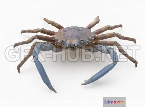 1188968 - PBR Game 3D Model - Spider Crab PBR