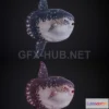1189158 - PBR Game 3D Model - Sun Fish