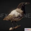 1189314 - PBR Game 3D Model - The Crow - Scanned