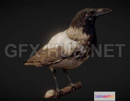1189314 - PBR Game 3D Model - The Crow - Scanned