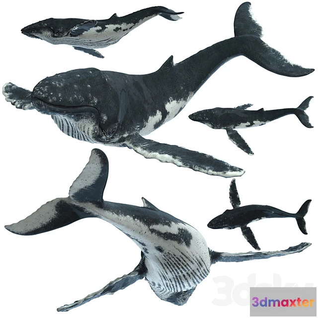 1513952 - 3D Vehicle - Humpback_whale 3D Max