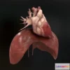 1519340 - PBR Game 3D Models - Human heart and diafragma 3D Max